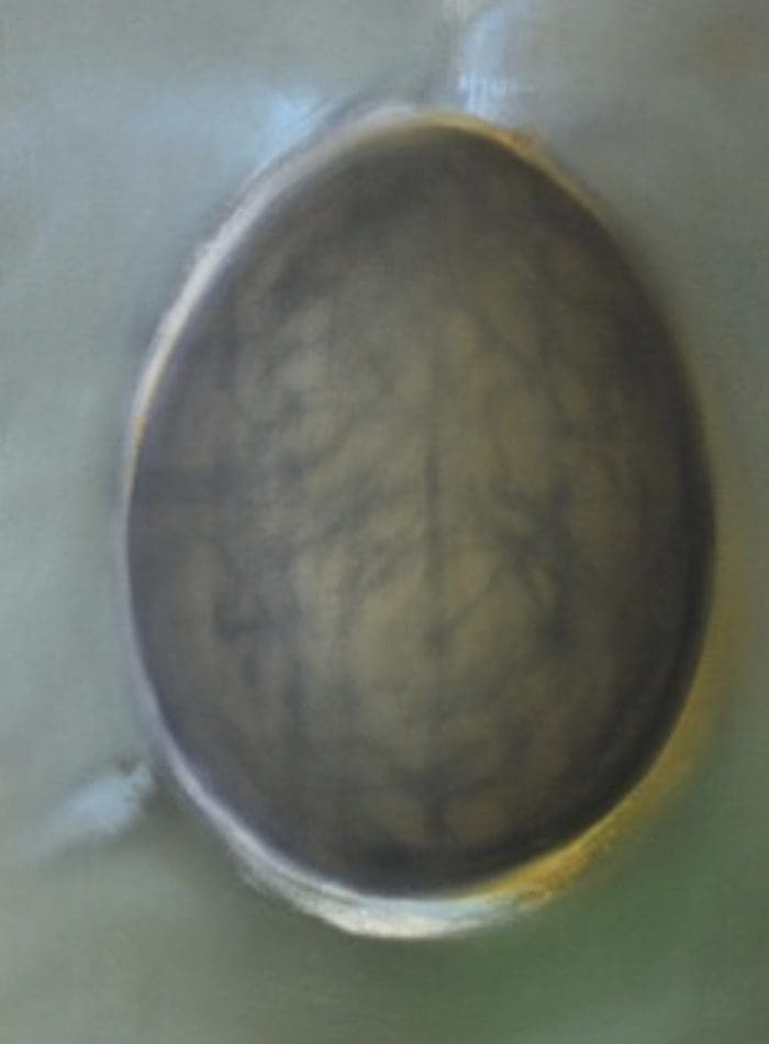 A painting that looks like an egg in black